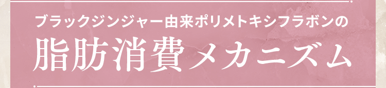 脂肪消費メカニズム